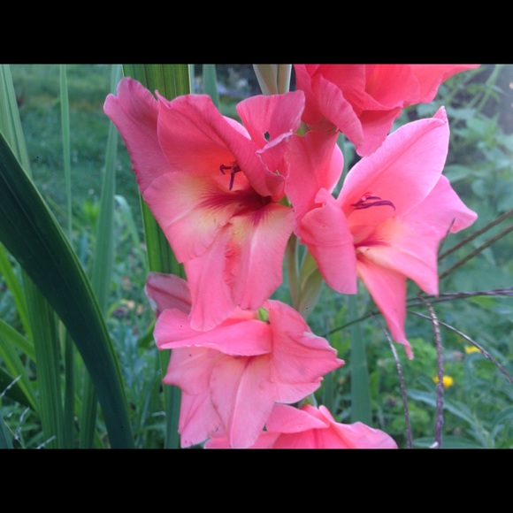 Fuzzy (AnnMarie) Hawkins Hodgson - Picture 3 of 6